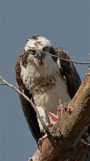 Savage Eagle Devours Fish in Seconds! Nature’s Brutal Reality 🦅🐟