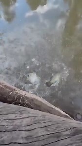 5.9K views | Oh Yeah… The Fish Aren’t Getting Any Bigger! But the Fun Sure Is! Some days, the fish just have a sense of humor! 藍 No record-breakers today, but hey, it's all about the thrill of the catch and the joy of the moment. Who else has had a fishing day like this? Drop your funniest fishing stories in the comments! ⬇️ #FishingFails #FishingFun #CatchAndLaugh #FishingLife #GoneFishing #FishermanHumor #SmallButMighty #FishingAddict | Fish & Funnies | Facebook