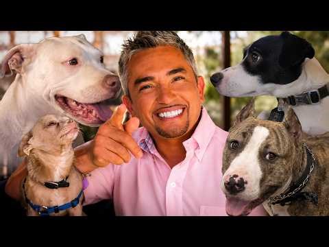 Cesar Revisits Rehabilitated Dogs From Past Episodes | Season 4 Episodes 15&16