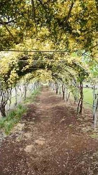 「週末に行きたい！埼玉の絶景水辺スポット」羽生水郷公園