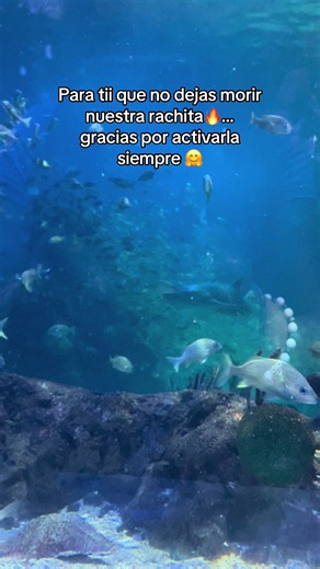 La racha activa: acuario con delfines, peces y vida marina