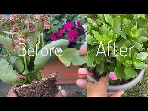 How to prune Flaming Katy / how to save your plants / repotting / #youtube #repoting #prune