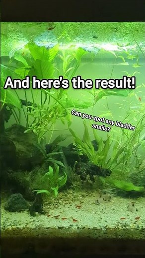 UPDATE How I Solved Bladder Snail Overpopulation in My Aquarium #snail #bladdersnail #pestcontrol