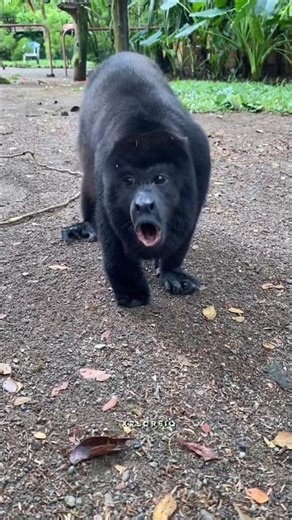 Howler monkey🐒 | Malayalam