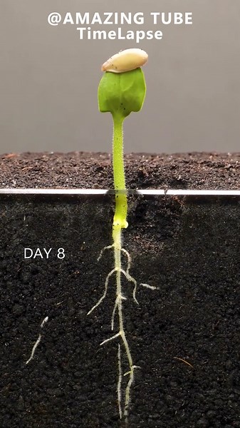 Growing Cantaloupe from seed - Time Lapse #plants #cantaloupe #timelapse