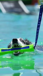 6.6.25 - Summit’s first Dock Diving Comp. He came ready to fly with a PB of 23’6” on his second splash of the day! Master distance splashes all day!! 🚀🤩 Then we got to Hydro Dash. The man’s has a lot of fur so I’m not sure we will push for titles on that one. 😂 I will say it did make for a real cut video tho. (Last clip) 🎥: @longdog.photography - So stoked to have her out there to capture these epic memories. 🖤😎🖤 #NADD #dockdiving #dockdivingdogs #summitwyld #rocketman | Jessica Chaves
