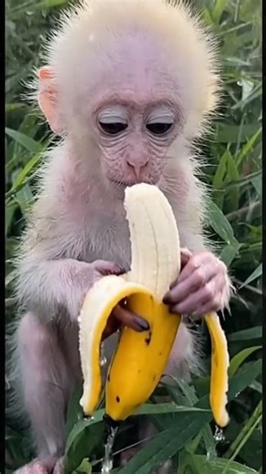 Adorable tiny baby new born #babymonkey #monkeynewborn