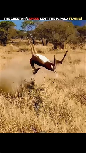 This Baby Gazelle Knew the Cheetah's Weakness! #trending #animals #wildlife #youtubeshorts