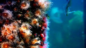 Glued onto the sea floor