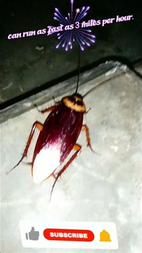 Can cockroaches run fast? #cockroachfacts
