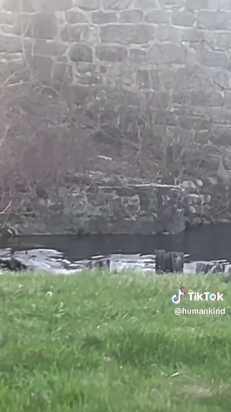Watch this mama bear jump into action after her cub falls off a bridge into a river. #animalsoftiktok #bear #rescue #goodnews