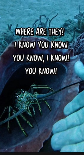 99K views · 4K reactions | No matter what Lionfish need to be removed I know they’re pretty cool. They’re very beautiful. I like to enjoy them where they’re from. I even watch them eat fish from time to time. But over here they have to go right now… every one of them. #Lionfish #lionfishextermination #slayeatrepeat #nonprofitorganization #invasivespecies | Lionfish Extermination Corp | Facebook