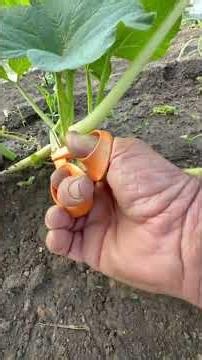 Pruning Pumpkin Plant Explained