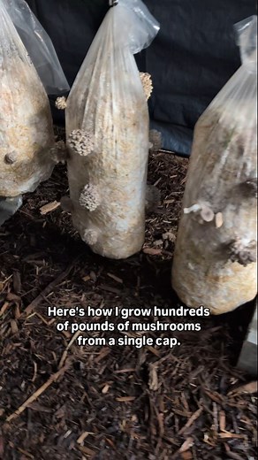 116K views · 5.5K reactions | How I grow mushrooms from spores ‍ Yes, we've been gone for the past week but have been putting our time into filming the missing pieces to finally show you guys every step of the process. Of course it's hard to cover everything in 2 minutes, so we're working on a YouTube series that will dive into each step of the process. Hope this is interesting and informative! #mycology #mushroomfarm #urbanfarming #mushrooms | Shroomhouse | Facebook