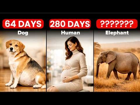 regnancy Duration in Humans & Animals | Gestation Period Comparison (Top 50)