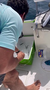 262K views · 4.8K reactions | Caught this Mangrove Snapper while chumming using live bait. First I thought is was a Bohar Snapper then I realized it was different. My first time to catch this fish and definitely a memorable one | Omar Khalifa | Facebook