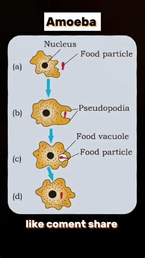 Life processes important diagram