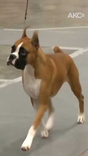 4.6K views · 146 reactions | Don't miss the Greeley Kennel Club Dog Show livestream TODAY at 3pm ET on AKCtv & Plex. | AKCtv | Facebook