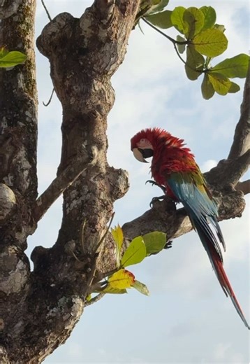 Exploring the Amazon Rainforest: Macaws and Wildlife
