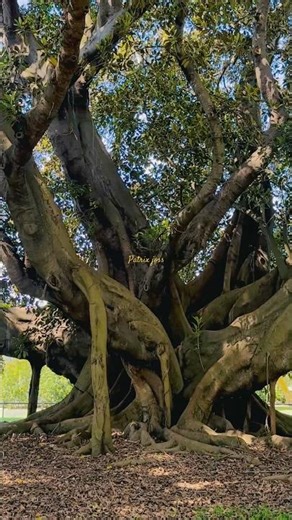 Ficus tree