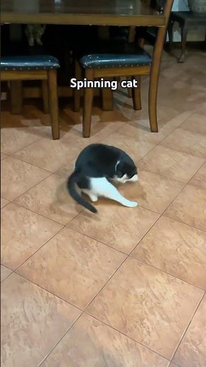The Funniest Cat Spin Ever (Caught in 4K) #catvideos