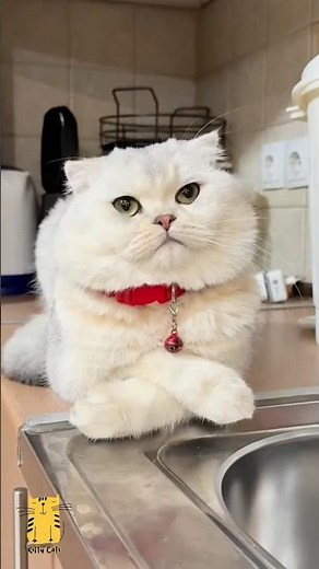 Funny Cat & Cute Kittens884😻 #shorts #kucing #kucinglucu #funny #pet #cat #foryou #viral #viralvideo