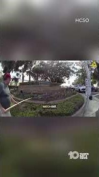 Deputy and trapper remove 7-foot alligator from busy Florida highway
