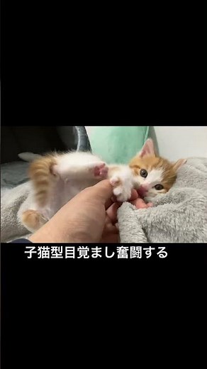 🐱Kitten tries to wake up the alarm clock but can't wake up himself #cat #cat #neko #rescuecat #cu...