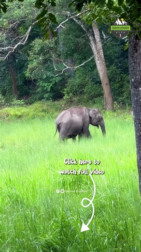 Wayanad Wildlife Jeep Safari | Tholpetty