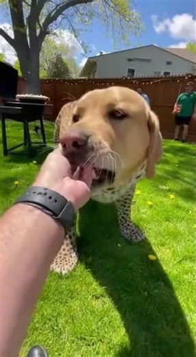 Labrador Wears Realistic Mask To Surprise Owner In The Garden