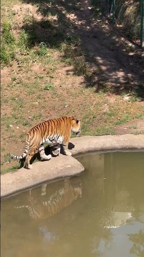 ŘEV TYGRA A LVA #fyp#tygr#lev#zajimavosti#fakta#zoo#tygr#lev#cz#czech#sokolik