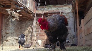 A large rooster and hens roam a rustic farmyard with stone walls and wooden beams. The barnyard scene features a ladder and other farm elements.