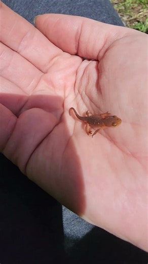 Red spotted newt 😍