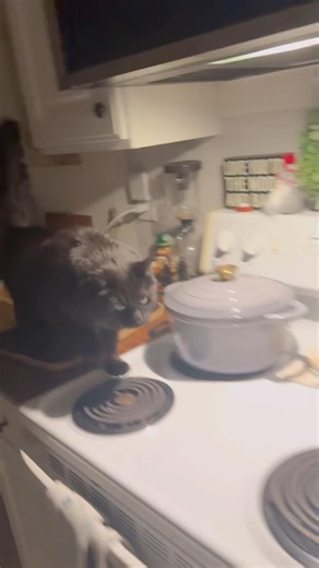 Zuko is following me!! #catshorts #cat #catsofyoutube