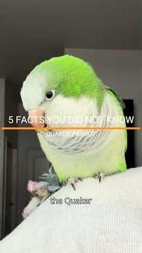 FACTS YOU DID NOT KNOW ABOUT THE QUAKER. PARROT. #quakerparrots #monkparakeet #parrots #parrotfacts
