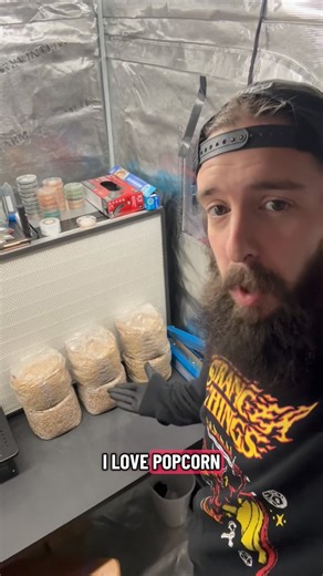 The Myco Sphere on Instagram: "The popcorn tek is my go to for mushroom grain spawn! It’s definitely one of the easiest grains to make in my experience! What grains are you all using? 😁🤙🍄 #mycologist #mushrooms #mycology #labwork #videos"