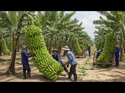 Inside the High-Tech Sahara Banana Farming Process You’ve Never Seen (Full Process)