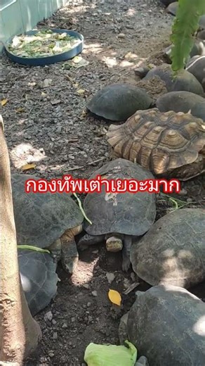 Turtle shell cracked