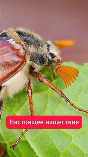 May bugs have INVADED Belarus! What is happening?