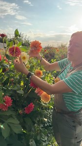 Next week we’re kicking off our new Seed Saving Mini Course and I’m pretty darn excited. We’ll be learning about zinnias, dahlias and celosia. It’s free to take and you can sign up through the link below. Just a reminder to leave some flowers on your plants to get pollinated so that they can start making seed since it takes a good 6 weeks from bloom to ripe seed. https://floretflowerfarm.com/24-seed-saving-fb | Floret Flower Farm