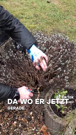 Lavendel richtig zurückschneiden im Frühjahr