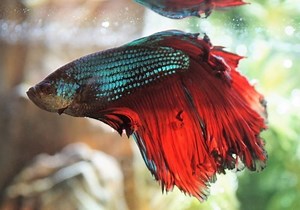 How Old Is My Betta Fish: 6 Markers Determining Species Age - Japanese FIghting Fish