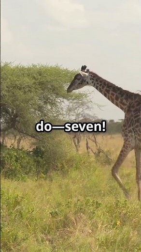 Why Giraffes Are Earth's Most Incredible Giants