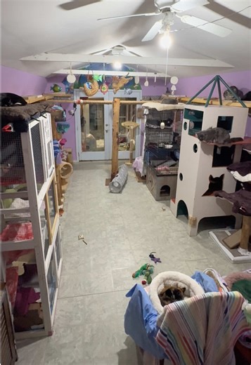 Discover In Honey’s Memory: A No-Kill Cat Shelter