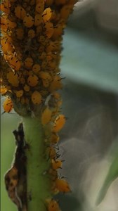 Aphid colony on Swamp Milkweed. Lots of coordinated movement in this vid.
