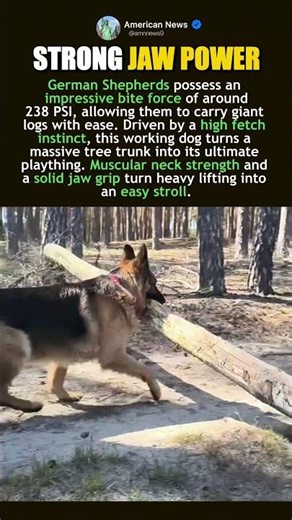 GERMAN SHEPHERD CARRIES INSANELY HUGE LOG