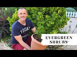 How to grow Euonymus!