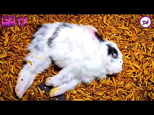Rabbit vs mealworms/10000 mealworms how do they eat live animals.!!