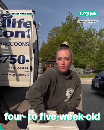 This team gently relocates raccoons that are living in unsafe conditions 🦝😊 | Furry Tails