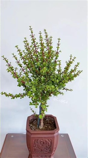 Jade Plant (Crassula ovata) pruning into a tall, lollipop shape! The pruned branches can be used